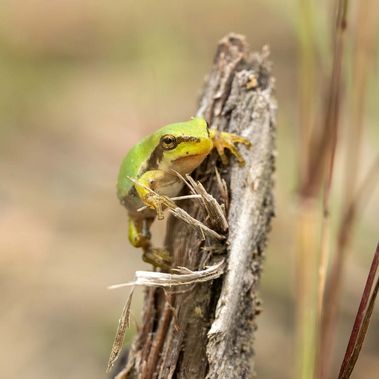 Kleiner junger Laufbfrosch sitzt auf Pflanzenstängel.