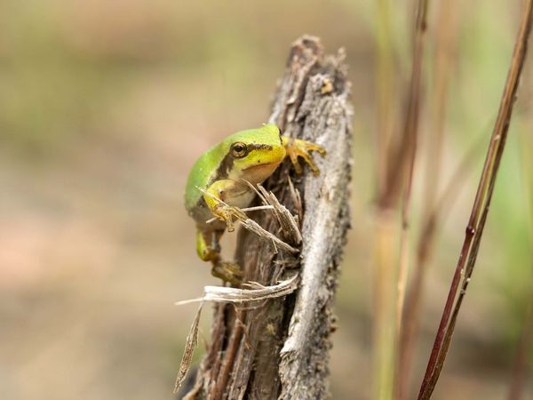 Kleiner junger Laufbfrosch sitzt auf Pflanzenstängel.