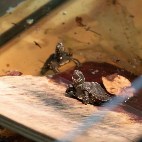 Sumpfschildkröten in Aufzuchtstation