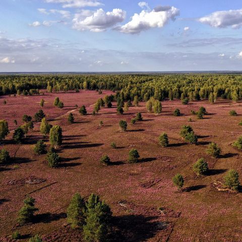 Luftaufnahme einer blühenden Heide, im Hintergrund Bäume