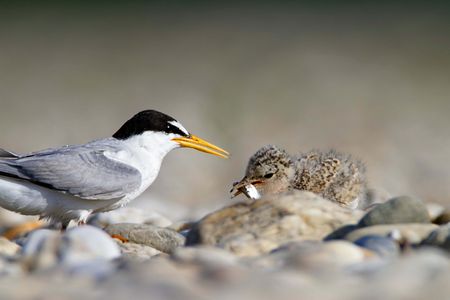 Zwergseeschwalbe mit Jungvogel