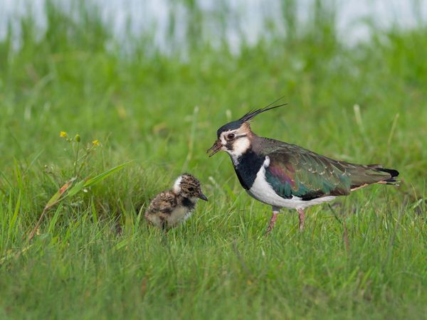 Kiebitz mit Küken im Gras