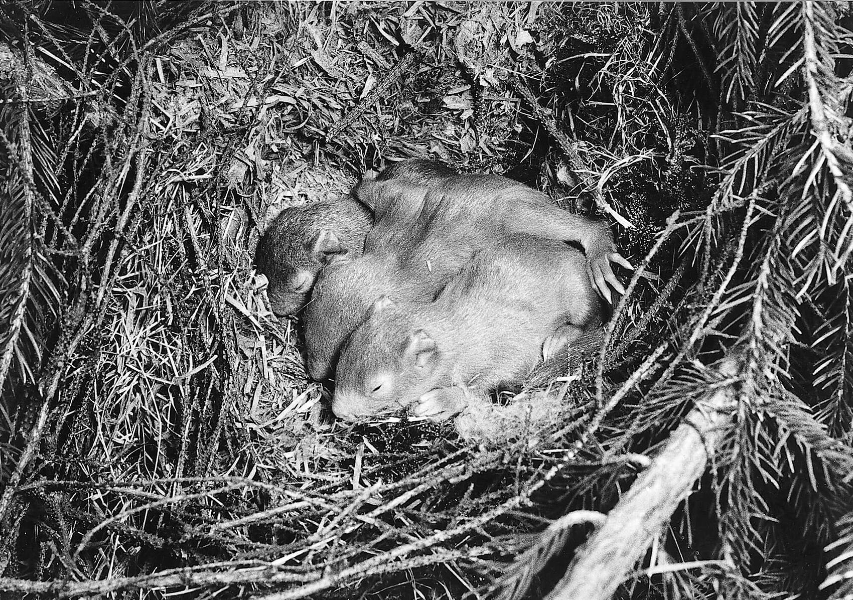 {nbase:fileProperty(propertyName: 'alternative', falId: {item})}