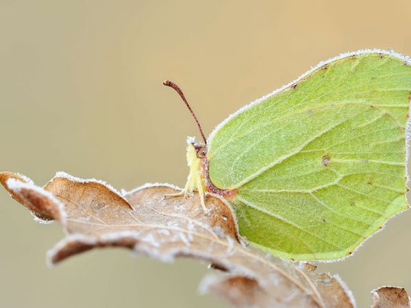 Zitronenfalter auf einem Eichenblatt, das mit Raureif bedeckt ist 