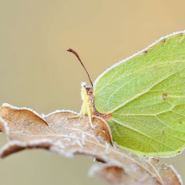 Zitronenfalter auf einem Eichenblatt, das mit Raureif bedeckt ist 