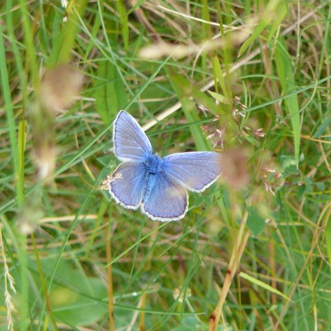 Blauhechelbläuling auf einer Wiese