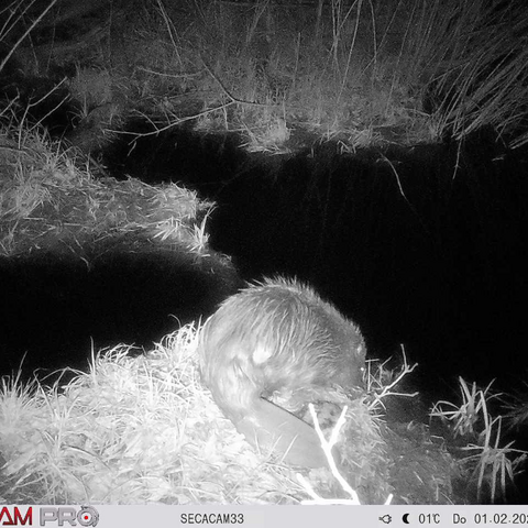 Biber in der Miltenrinne in Sielmanns Naturlandschaft Tangersdorfer Heide aufgenommen von einer Wildkamera