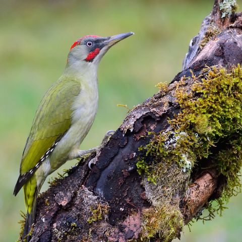 Ein Grünspecht mit roter Federhaube und grünen Rücken- und Flügelfedern sitzt auf einem bemoosten alten Ast.