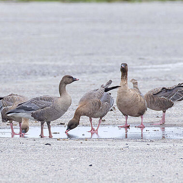 Kurzschnabelgans Kurzschnabelgänse auf einer schneebedeckten Fläche