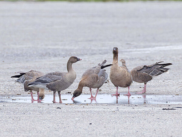 Kurzschnabelgans Kurzschnabelgänse auf einer schneebedeckten Fläche