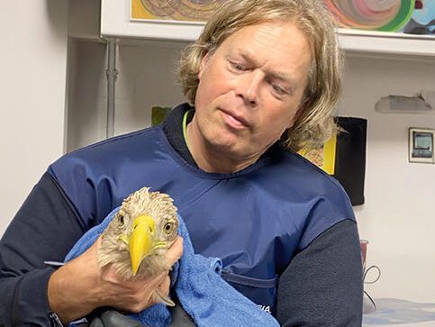Tierpfleger hält geretteten Seeadler in der Hand
