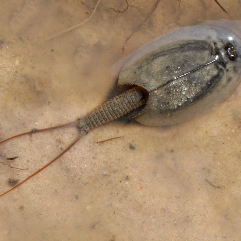 Urzeitkrebs Triops cancriformis in der Döberitzer Heide