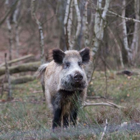 Wildschwein vor Birkenwäldchen