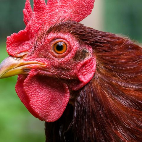Huhn mit rotem Federkleid
