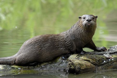 Ein Fischotter sitzt auf einem Baumstamm, der halb im Wasser liegt. Hinter ihm schimmert das Wasser grün, denn die Bäume spiegeln sich darin. Der Fischotter schaut direkt in die Kamera und streckt die Zunge heraus.