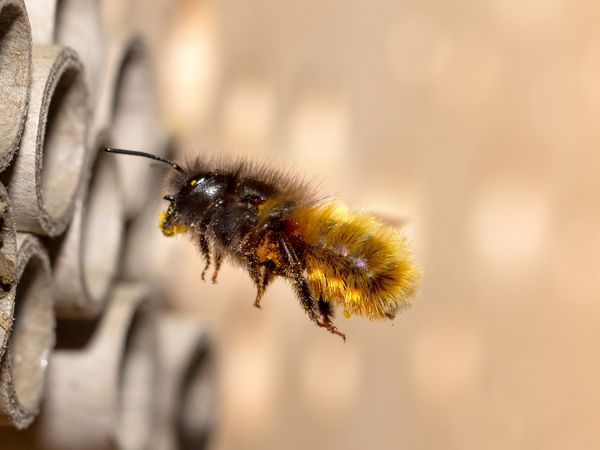 Wildbiene fliegt auf eine Niströhre zu