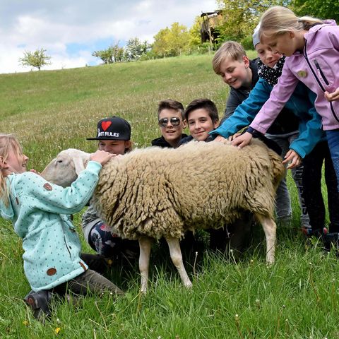 Gruppe Kinder streicheln Schaf auf einer Weide