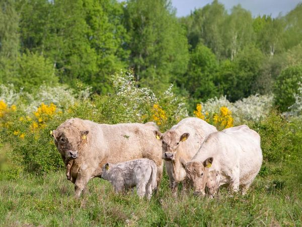 Galloways mit Kalb