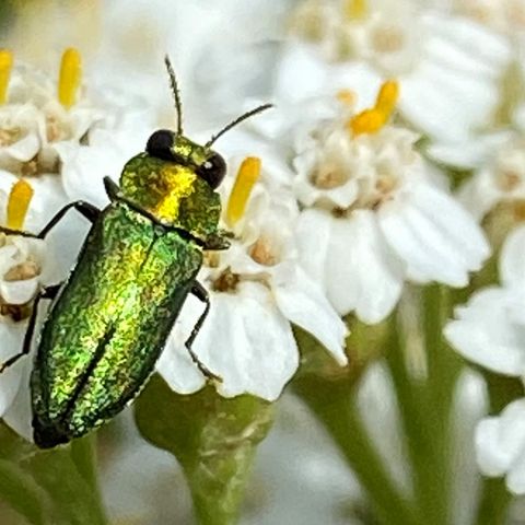 Prachtkäfer auf weißer Blüte