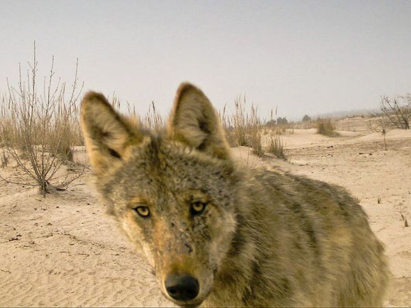 Wolf in Wildtierkamera eingefangen