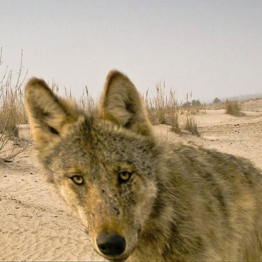 Wolf in Wildtierkamera eingefangen