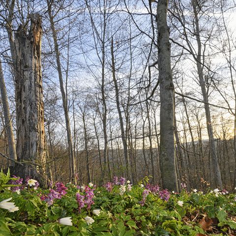 Wald hinter dem die Sonne untergeht