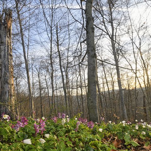 Wald hinter dem die Sonne untergeht