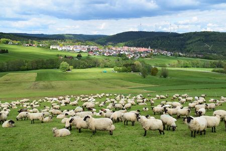 Schafherde weidet in idyllischer Landschaft, im Hintergrund eine Siedlung