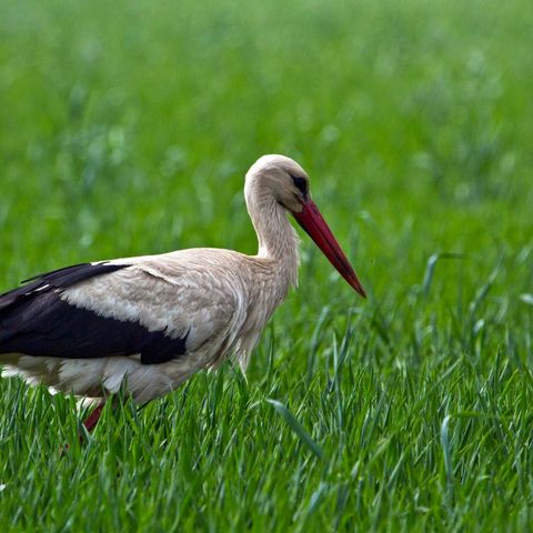 Weißstorch steht in hohem Gras