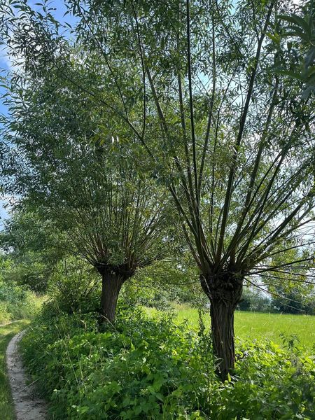 Zwei Kopfbäume an einer Hecke