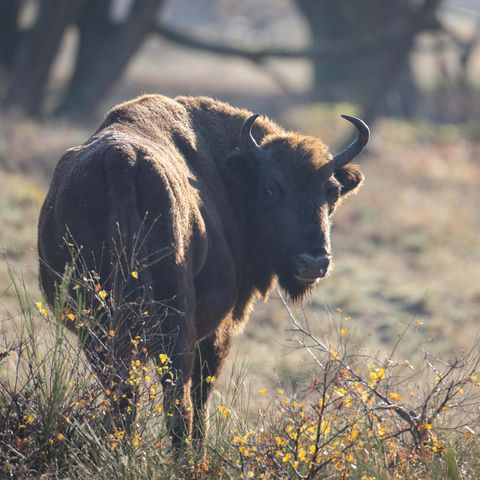 Wisent in der Kernzone der Döberitzer Heide