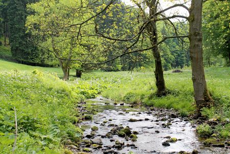 Waldbach im Thüringer Wald