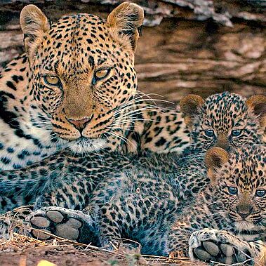 Leopardenweibchen mit ihrem Nachwuchs.