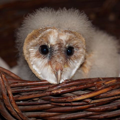 Eulenjunges scchaut aus Körbchen in der Vogelpflegestation Hilkerode