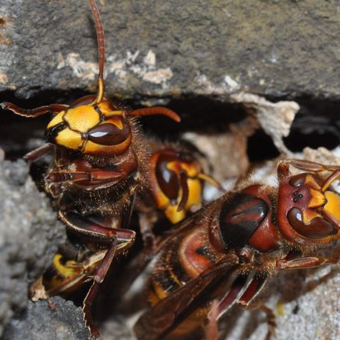 Drei Hornissen schauen aus einem Mauerspalt heraus.