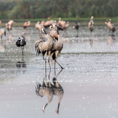 Ein Kranichpaar steht im flachen Wasser und ruft gleichzeitig