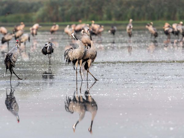 Ein Kranichpaar steht im flachen Wasser und ruft gleichzeitig