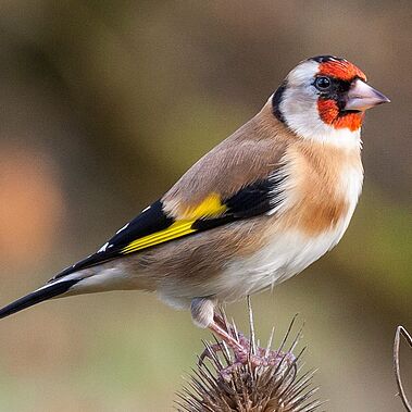 Der Stieglitz, auch Distelfink genannt, ist das Gartentier des Jahres 2021