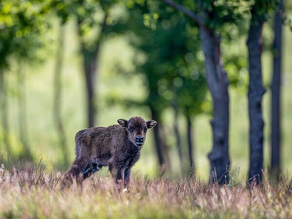 Wisentalb in Sielmanns Naturlandschaft Döberitzer Heide