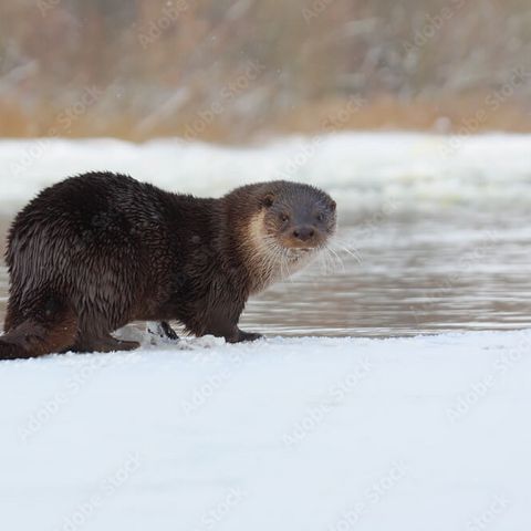 Ein Fischotter sitzt am Rand der Eisdecke eines fast zugefrorenen Sees im Schnee und blickt in die Kamera.