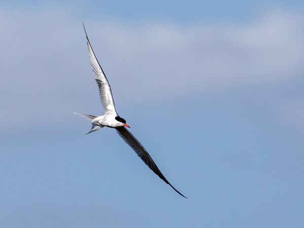 Flussseeschwalbe im Flug