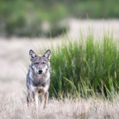 Junger Wolf in einer Naturlandschaft vor einem Ginsterbusch