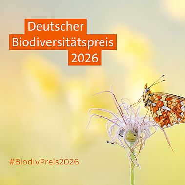 Silberfleck Perlmuttfalter auf Gewöhnlicher Kuhschelle und ein Logo Deutscher Biodiversitätspreis