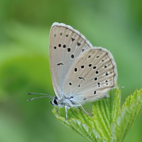 Grau-baruner Schmetterling auf grünem Blatt