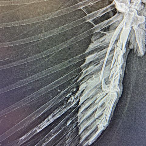 Röntgenbild eines verletzten Flügels