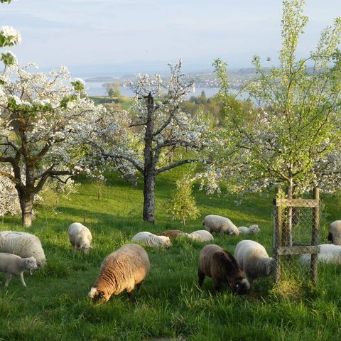 Streuobstwiese in Hödingen mit Schafen beweidet