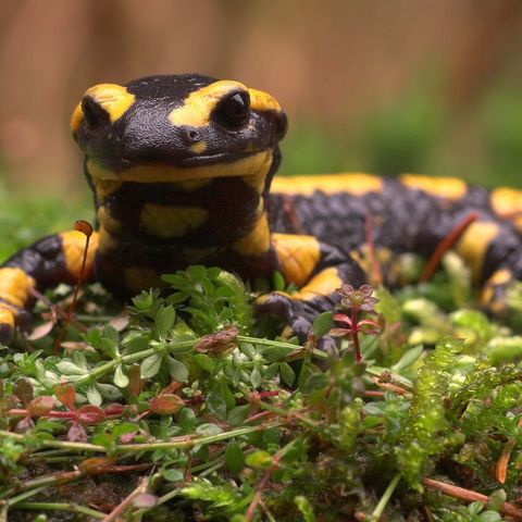 Feuersalamander auf Waldboden