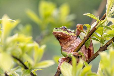 Laubfrosch auf einem grünen Zweig