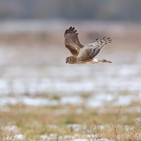 Kornweihe im Flug