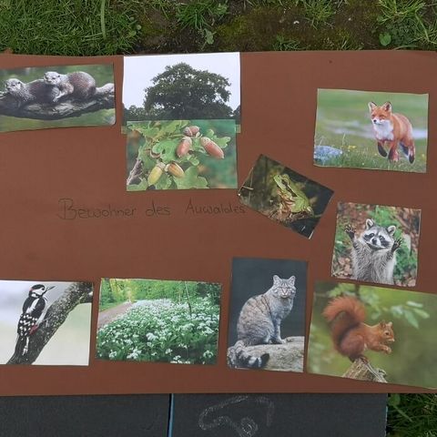 Ergebniscollage einer Kitagruppe mit Bildern von Tieren, die im Wald leben